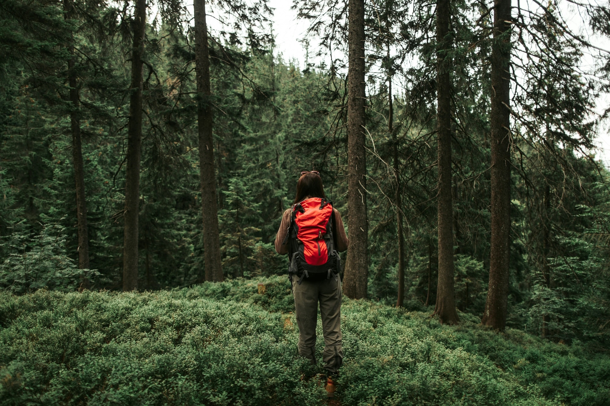 Try forest bathing to cope with stress