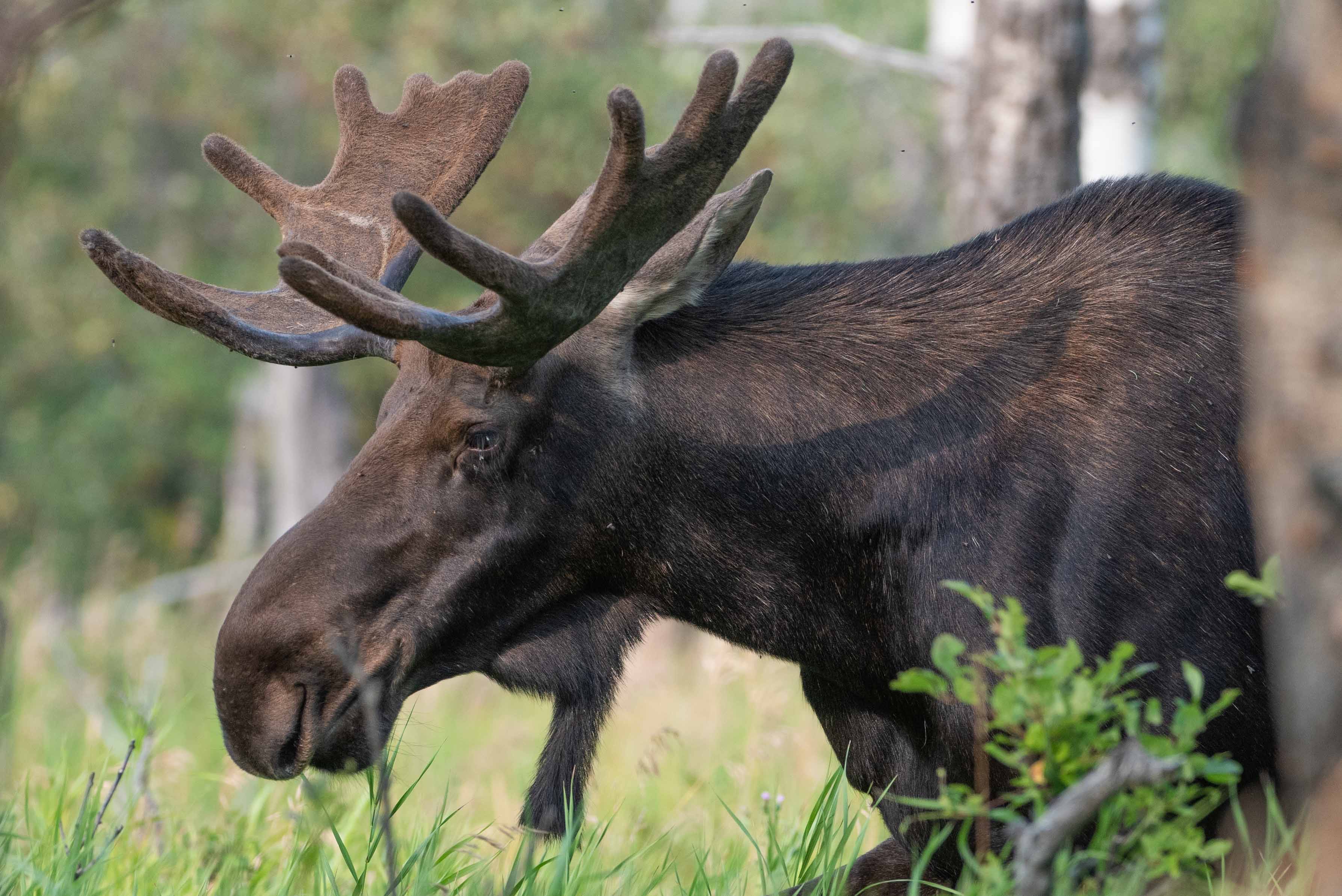 moose