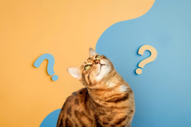 Nothing beats the feeling of being loved by a cat. Get ready for the fur parent life and learn about all things cats
