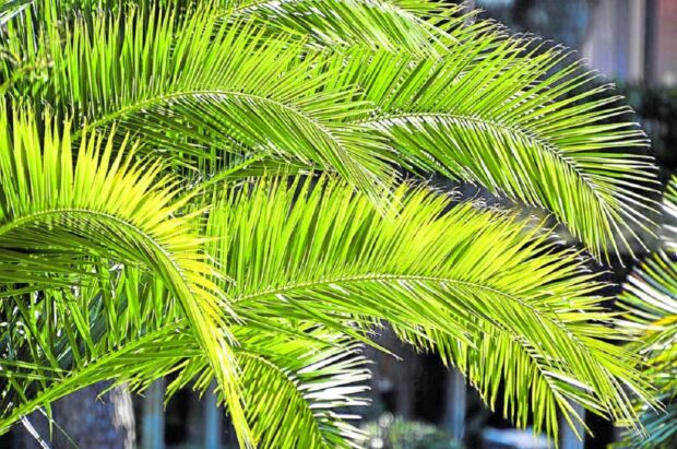Filipinos tend to put more importance on cultural practices and traditions like “palaspas” on Palm Sunday