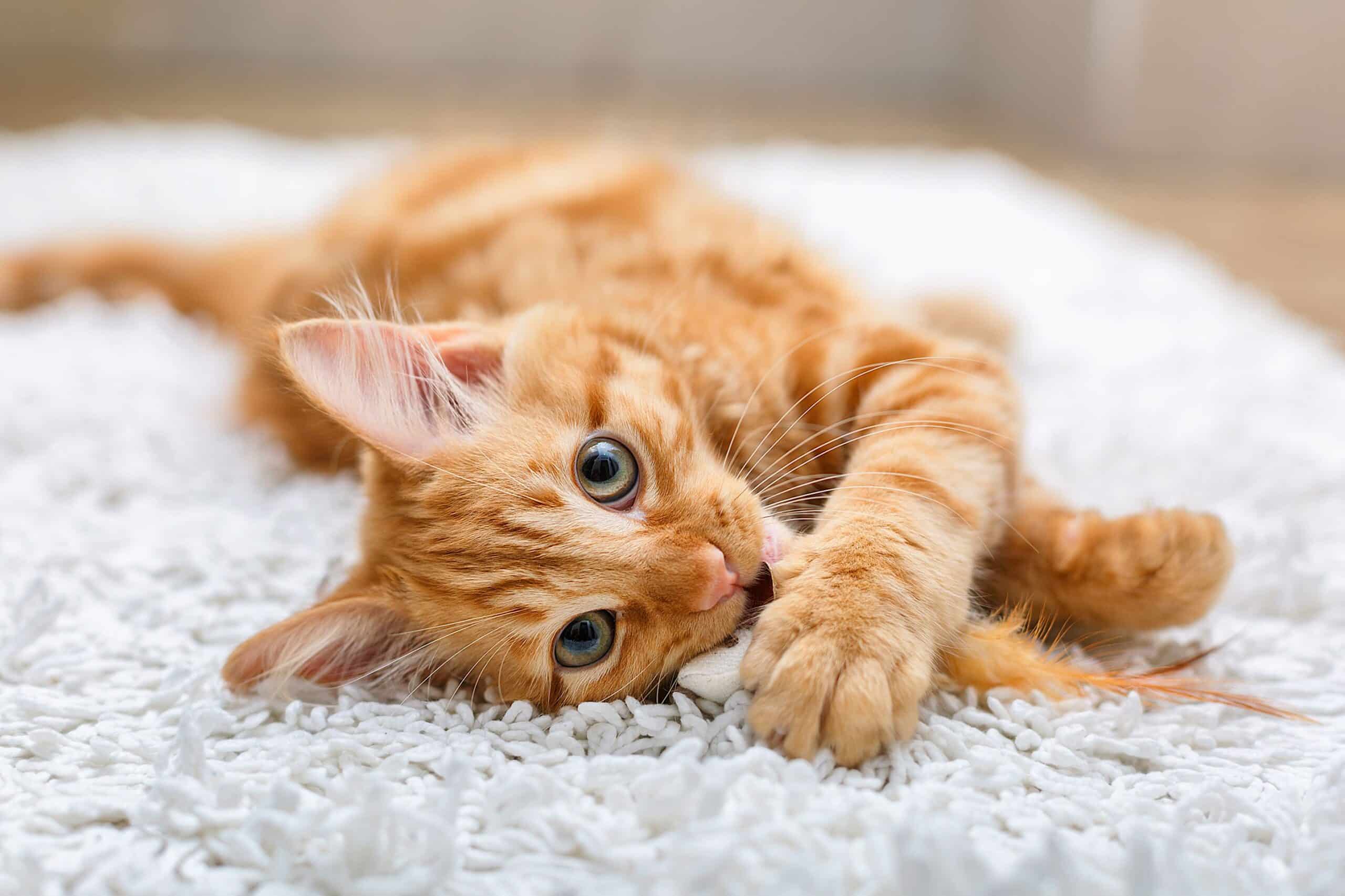 Cats have evolved genetically to communicate better with us